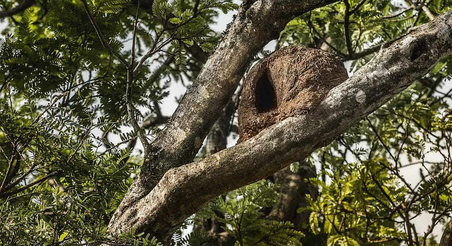 john clay, bird, sky, trunk, home, tree, birds brazil, plant HD wallpaper