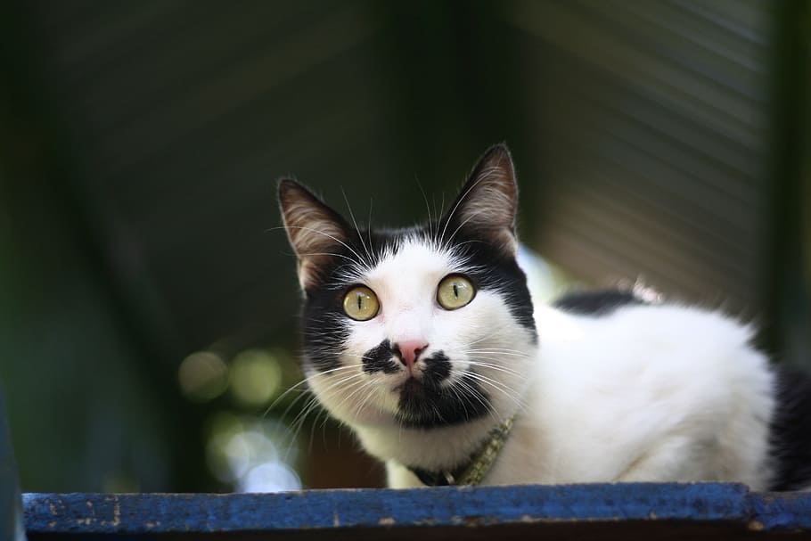 Cat, Animals, pets, domestic Cat, cute, feline, kitten, mammal HD wallpaper