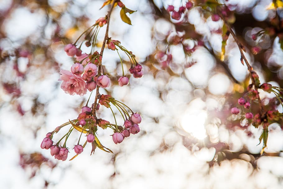 Sakura, Flowers, Spring, Buds, the buds, branch, beauty in nature HD wallpaper