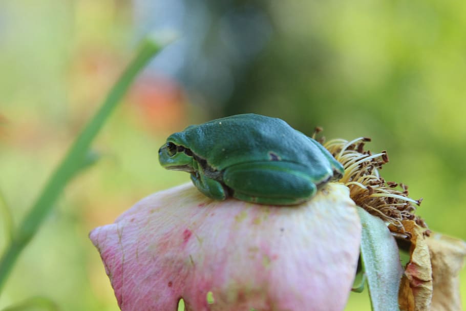 tree frog, little frog, animal, tiny, close-up, animal wildlife HD wallpaper