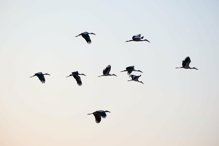 flock of ibis birds, asian openbill, vole, bittern, white, phatthalung HD wallpaper