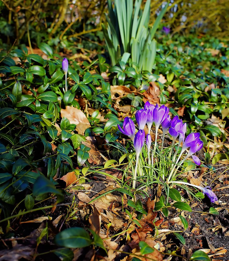 crocus, blossom, bloom, spring, purple, flower, flower purple HD wallpaper