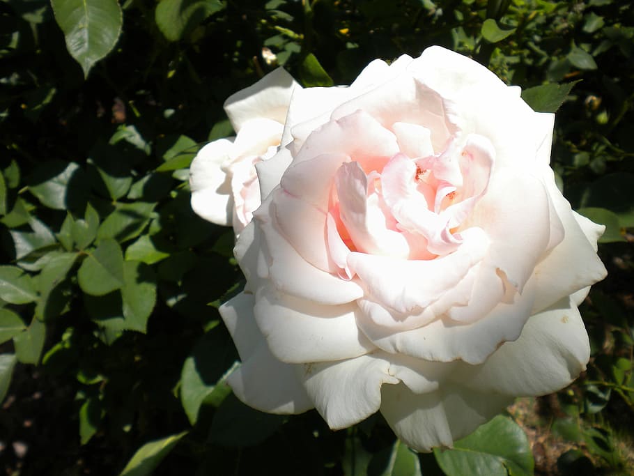 Flower, White, rose, rose - flower, white color, nature, petal HD wallpaper