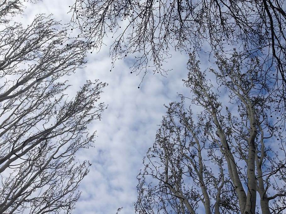 tree, winter, wood, snow, plant, low angle view, beauty in nature HD wallpaper