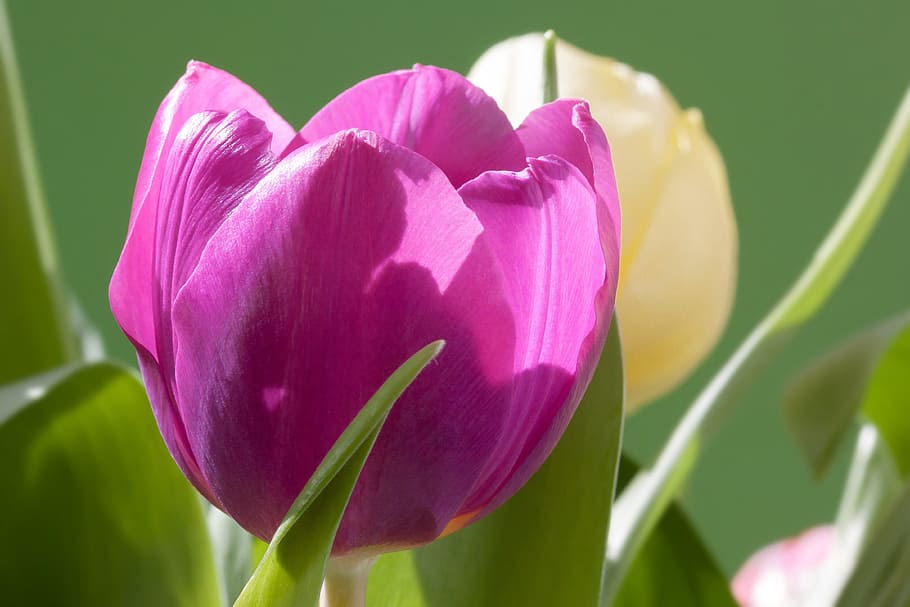 tulips, bouquet, spring, macro, nature, flowers, schnittblume HD wallpaper