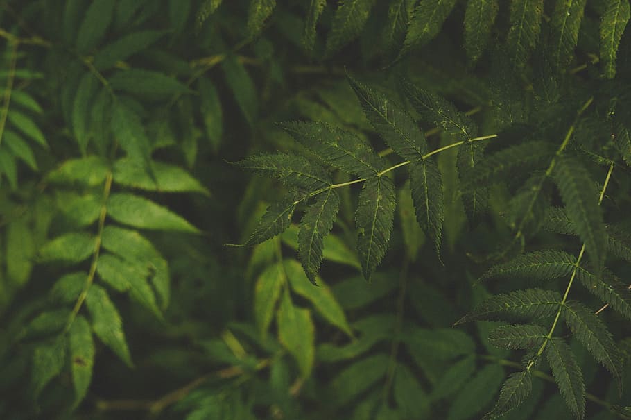 green leaves, shallow focus photo of leaves, leaf, foliage, plant HD wallpaper