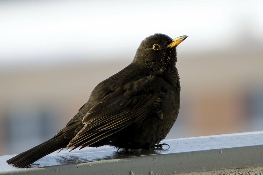 birds, thrush, nature, fauna, animal, wildlife, beak, feather HD wallpaper