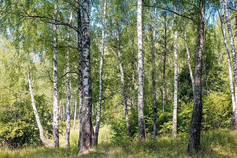 green leaf trees during daytime photography, birch, grove, forest HD wallpaper