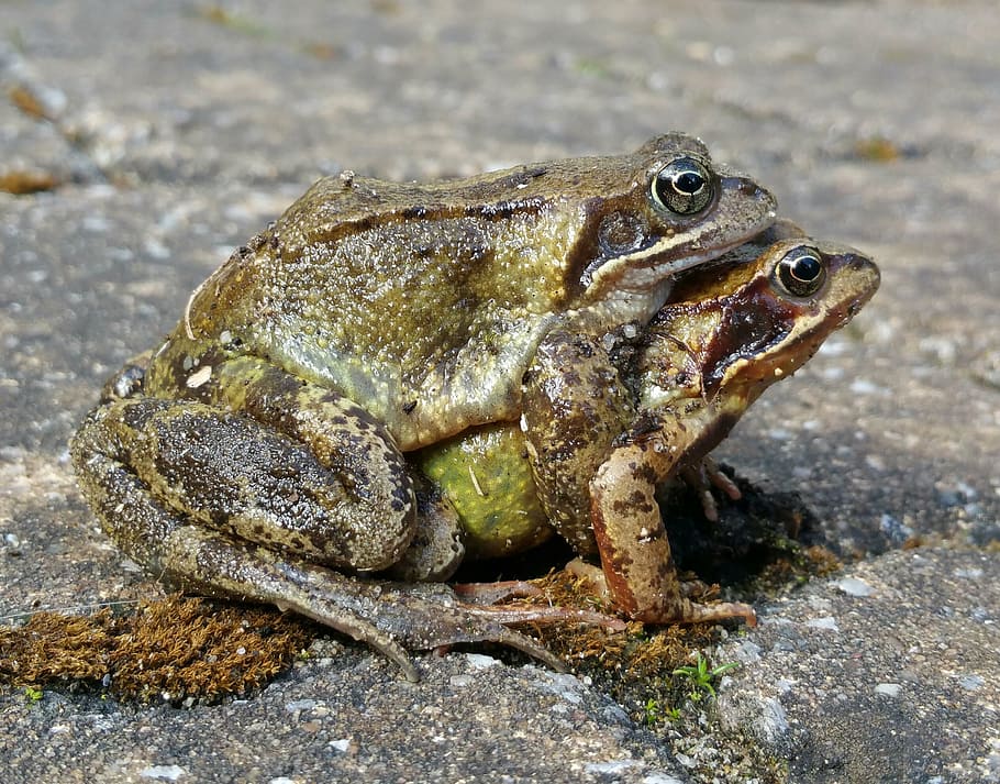 frog, nature, animal themes, one animal, animal wildlife, animals in the wild HD wallpaper
