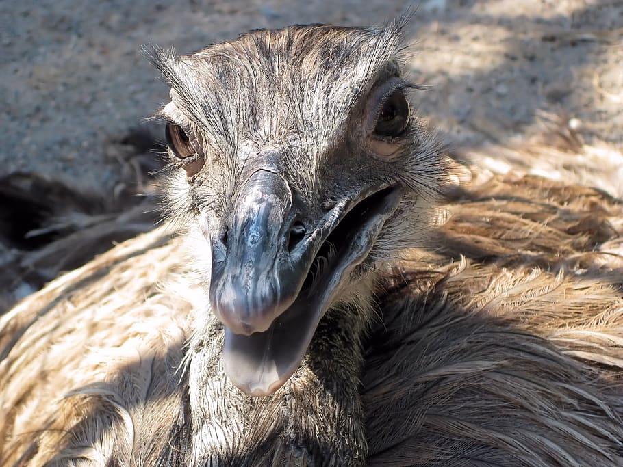 ostrich, bird, flightless, one animal, animals in the wild HD wallpaper