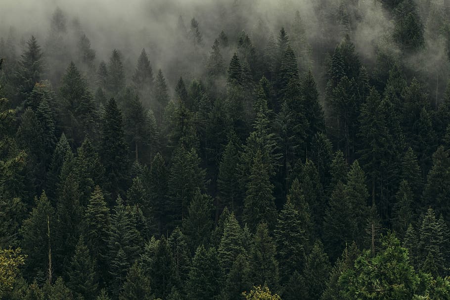 aerial view of pine trees in mist, fog rising above pine trees on side of hill at daytime