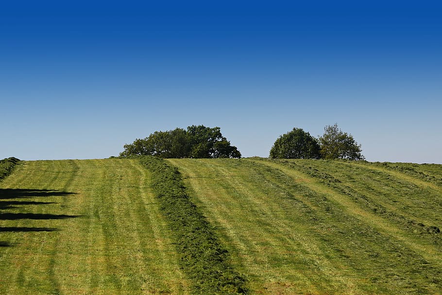 green grass field beside tree, agriculture, meadow, pasture, summer, HD wallpaper