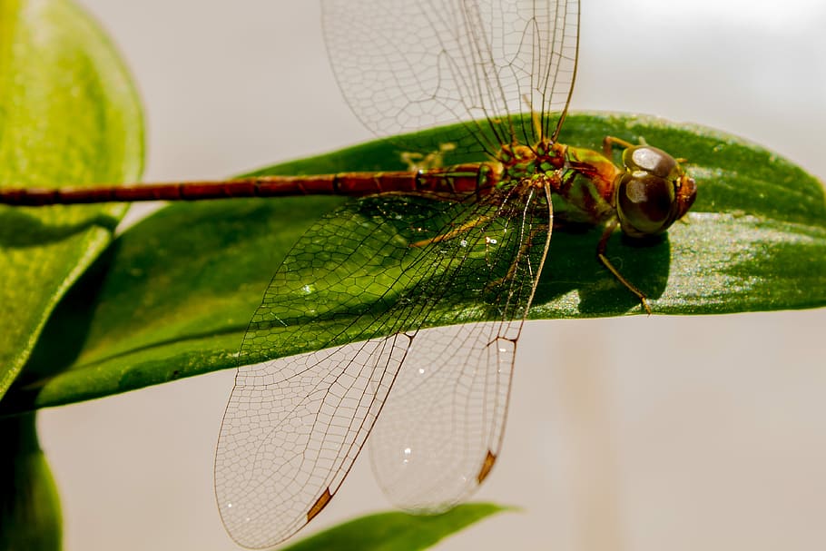 insect, nature, leaf, plant, invertebrate, animal themes, animal wildlife HD wallpaper