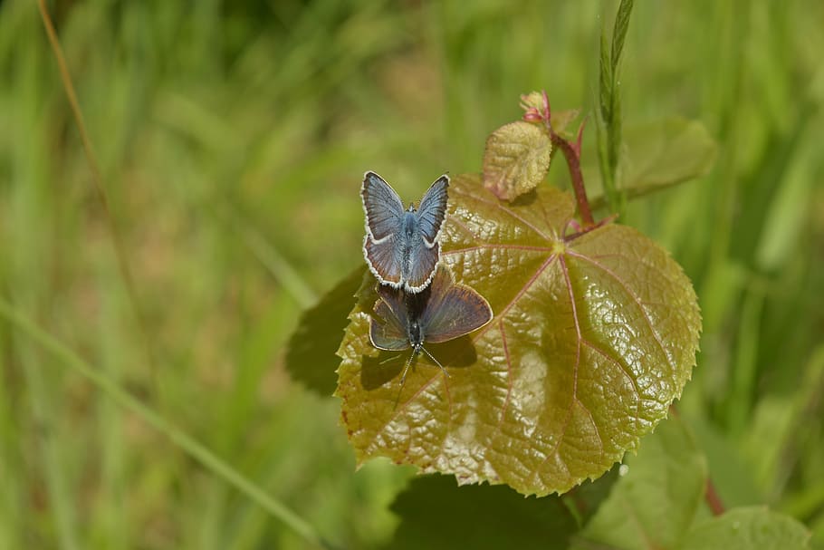 macro, butterfly, leaf, young, plant stem, green, sit, rest HD wallpaper