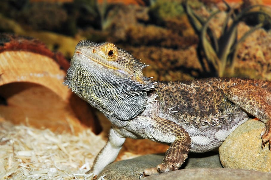 lizard, pet, dragon, bearded, animal, animal themes, reptile HD wallpaper