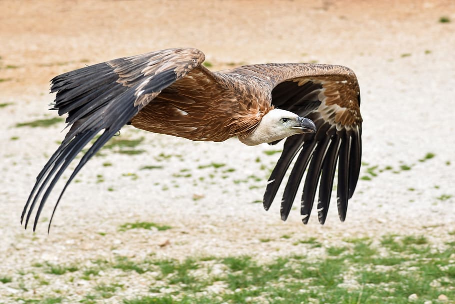 flying bald eagle, vulture, soil, raptor, bird, scavenger, griffon vulture