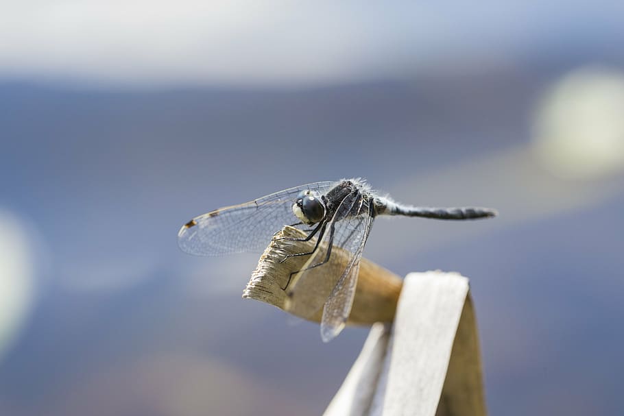 macro, nature, small, insect, bug, wildlife, wing, fly, dragonfly HD wallpaper