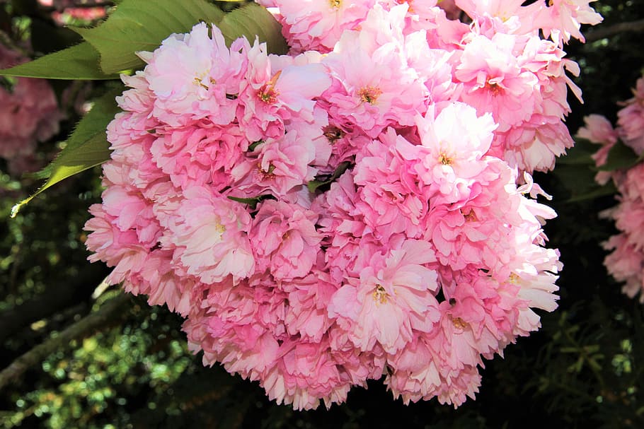 Flower Umbel, Cherry Blossom, partial view, spring, may, pink HD wallpaper