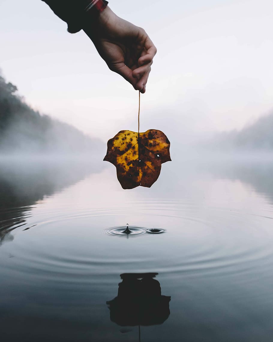 person holding withered leaf above body of water, person holding brown maple leaf HD wallpaper
