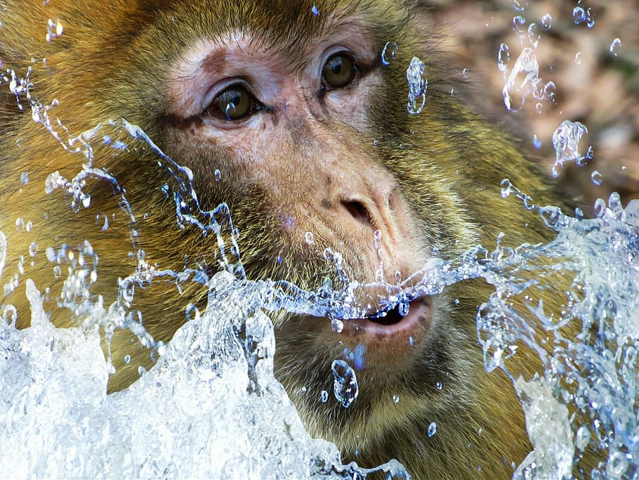 barbary ape, monkey, monkey portrait, monkey face, primate HD wallpaper