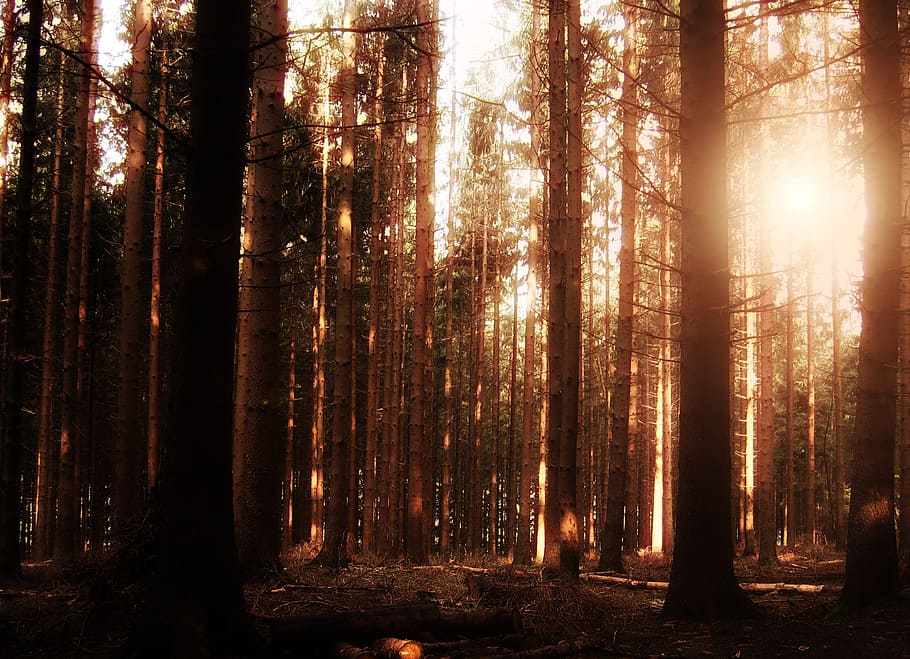 sepia photography of forest, fog, tree, glade, atmosphere, weird HD wallpaper