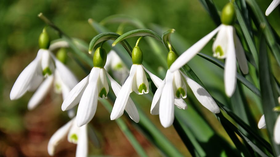 spring, flower, nature, snowdrop, plant, close-up, green Color HD wallpaper