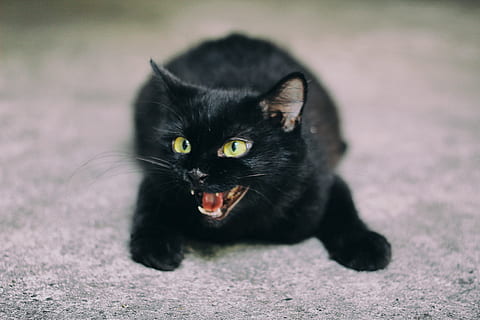 depth of field photography of black cat hissing, animal, feline HD wallpaper