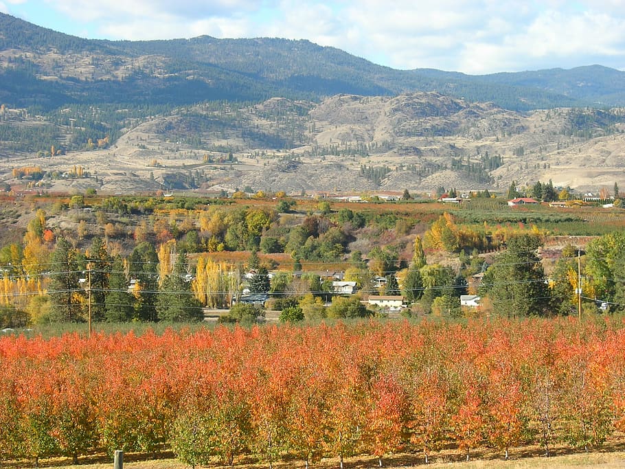 okanagan, vineyards, canada, mountain, plant, landscape, beauty in nature HD wallpaper