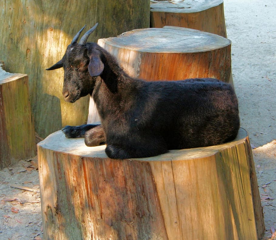 Goat, Sleepy, Animal, Pet, resting, livestock, farm, domestic, HD wallpaper