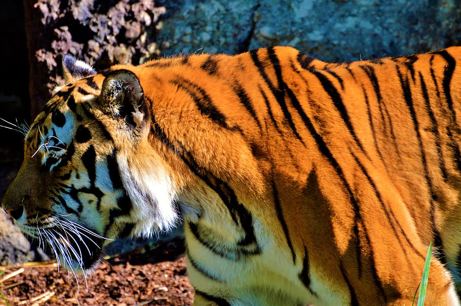 Tiger orange animals wildlife 1080P, 2K, 4K, 5K HD wallpapers free download