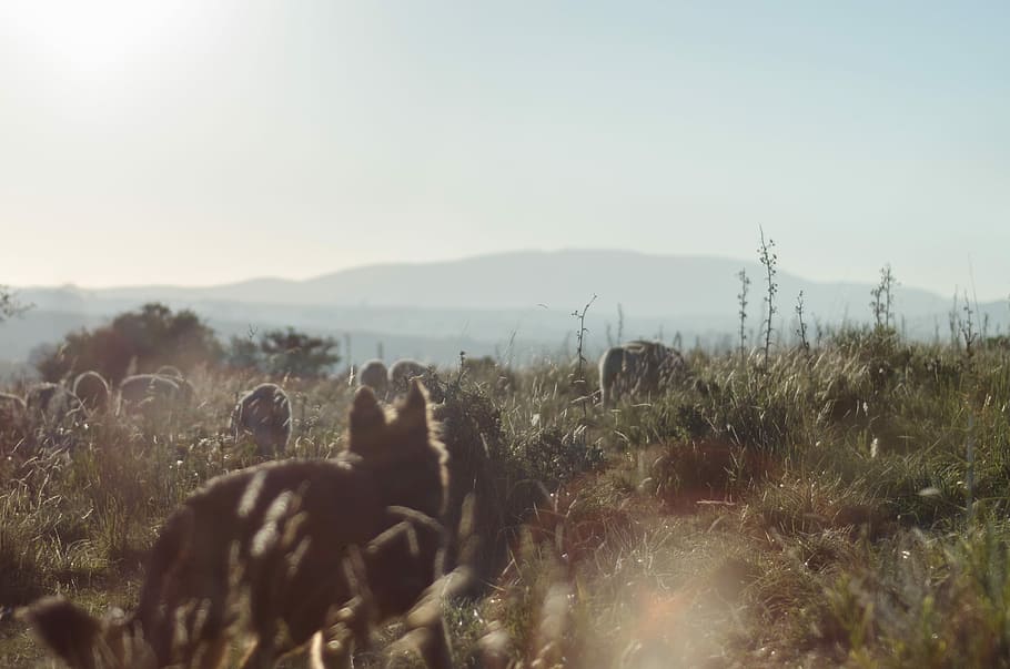 photography of animal on grass field at daytime, cayote surrounded by grass HD wallpaper