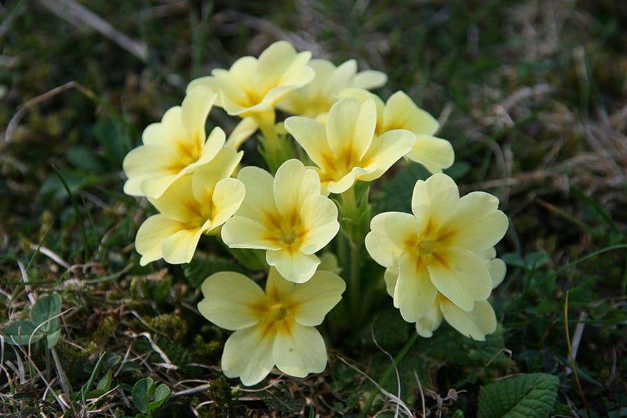 spring, plant, yellow flower, flowering plant, vulnerability HD wallpaper