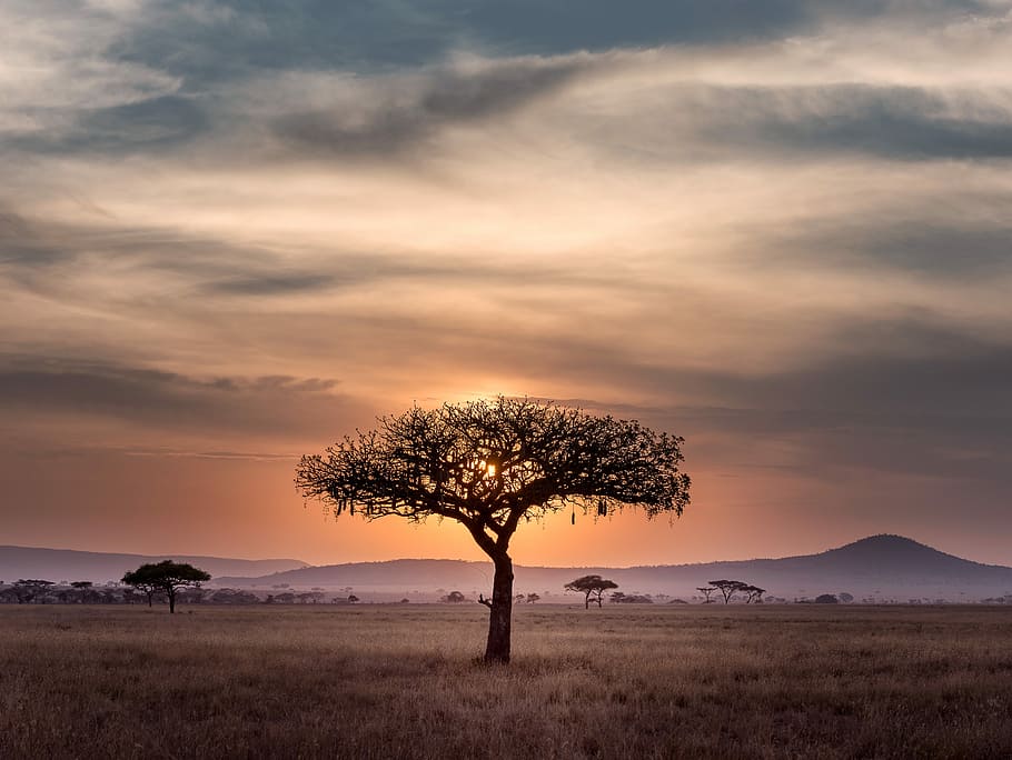 brown tree on surrounded by brown grass during golden hour, green trees on brownfield near mountain during golden hour HD wallpaper
