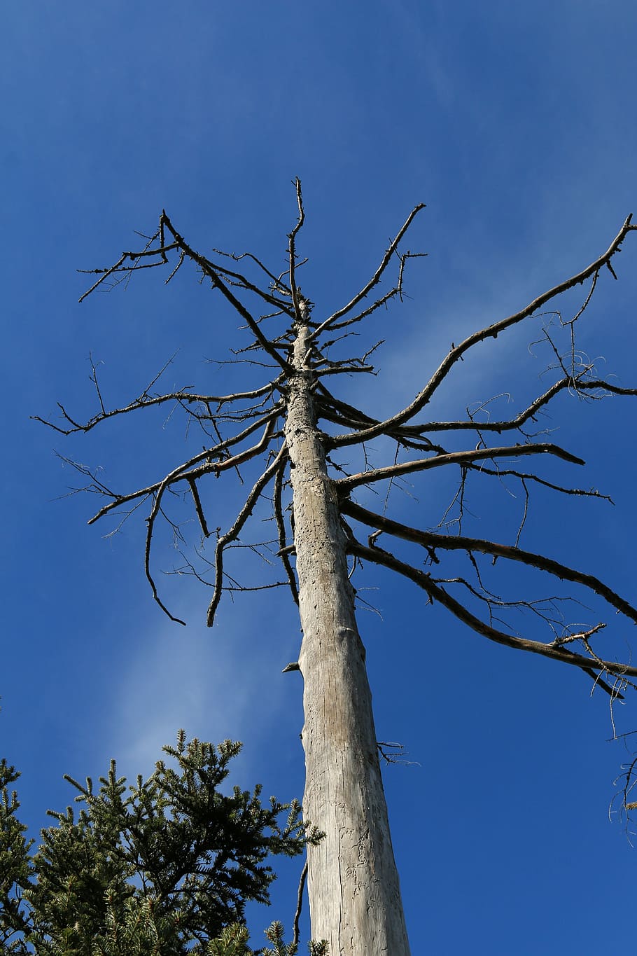 Dead Tree, Wood, Nature, sky, dry, aesthetic, dead plant, dead wood HD wallpaper
