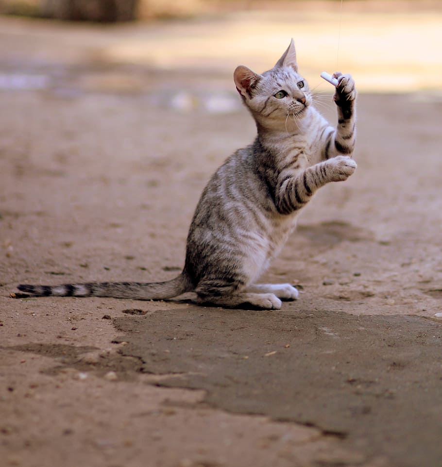 brown tabby cat, gray, stripes, play, bounce, funny, small HD wallpaper