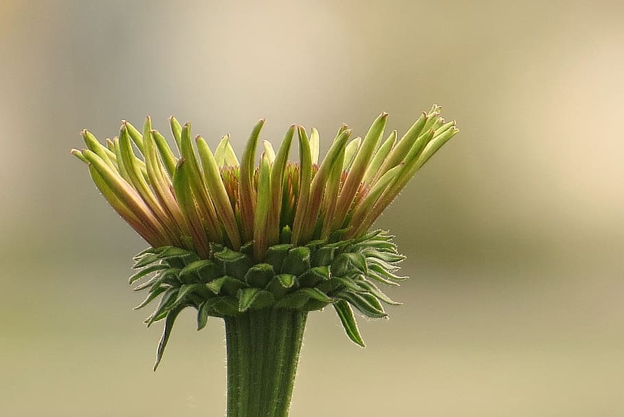 macro, flower, bloom, natural, plant, green color, close-up HD wallpaper