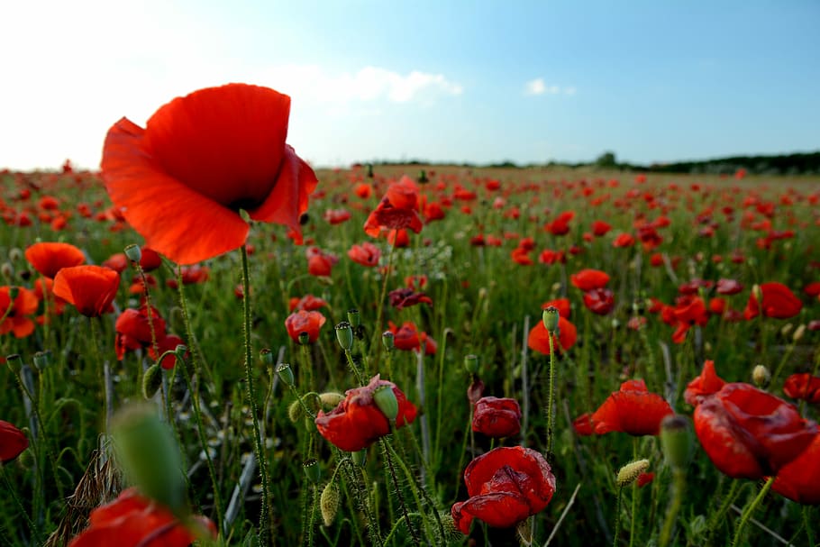 poppy, field, red, spring, red poppy, nature, flower, flowering plant HD wallpaper