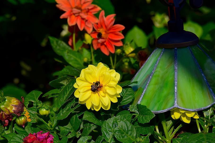 flower, yellow, bright, shadow, garden, nature, summer, blossom HD wallpaper