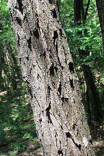 acacia, bark, black, locust, logs, robinia, tree, plants, tree trunk HD wallpaper