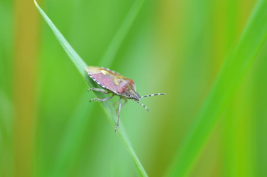 Beetle, Bug, Green, Sheet, Nature, Grass, detail, one animal HD wallpaper
