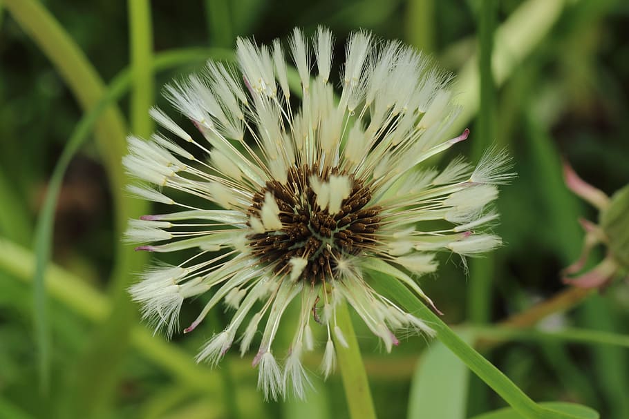 Dandelion, Wet, Flora, Plant, rain, close, spring, flower, green color HD wallpaper