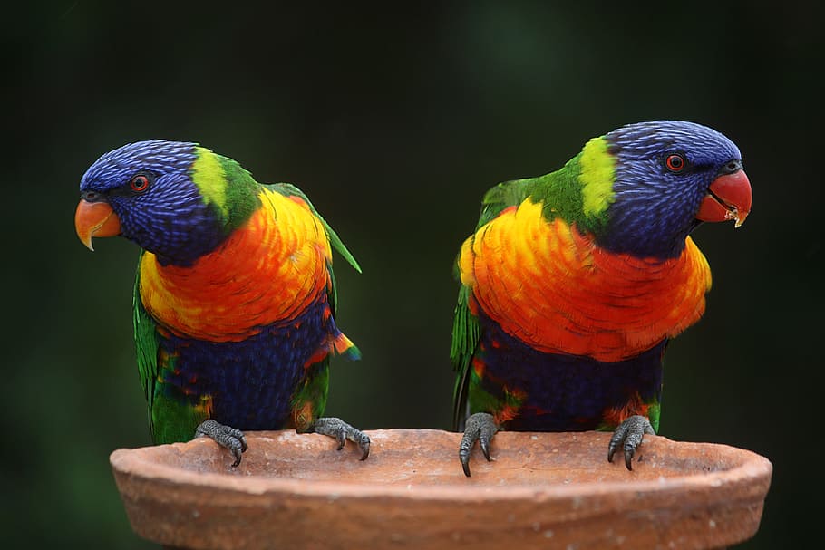 two rainbow lorikeets, parrots, australia, colorful, wildlife HD wallpaper