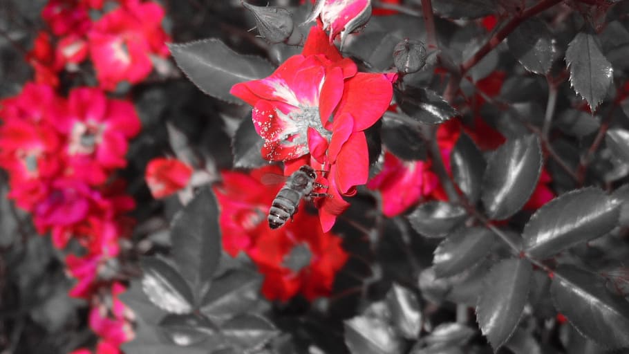 flower, red, bee, nature, floral, summer, garden, leaf, day HD wallpaper