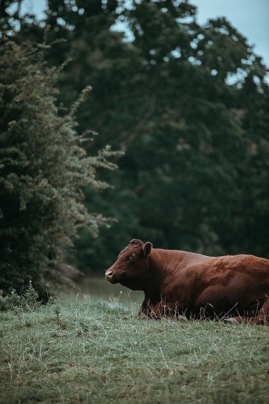 Cow, selective focus photography of brown cow sitting on green grass HD wallpaper