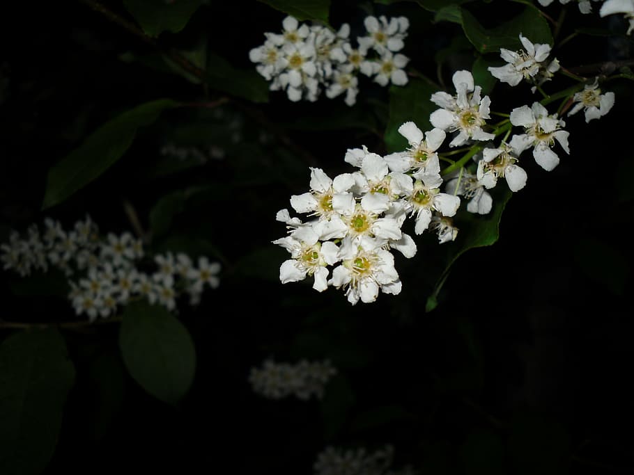 bird, cherry, tree, branch, flower, outside, summer, flowering plant HD wallpaper