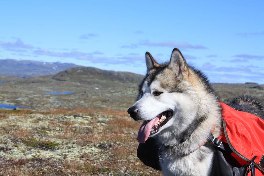 adult white and black Siberian husky, Alaskan Malamute, Sled Dog, HD wallpaper