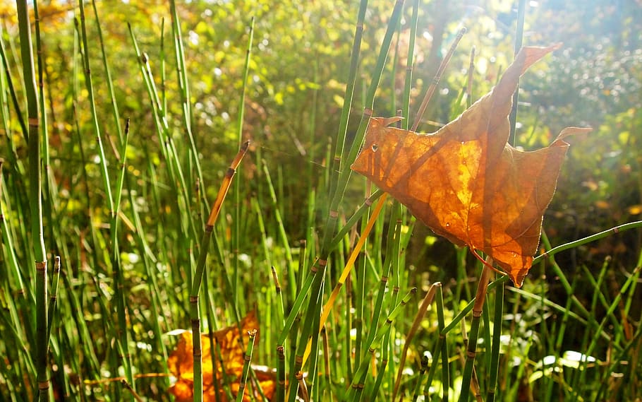 leaf, grass, weeds, sunlight, green, autumn, snake grass, macro HD wallpaper