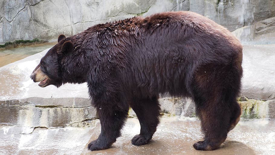 black bear, animal, fur, zoo, danger, outdoors, american, large, HD wallpaper
