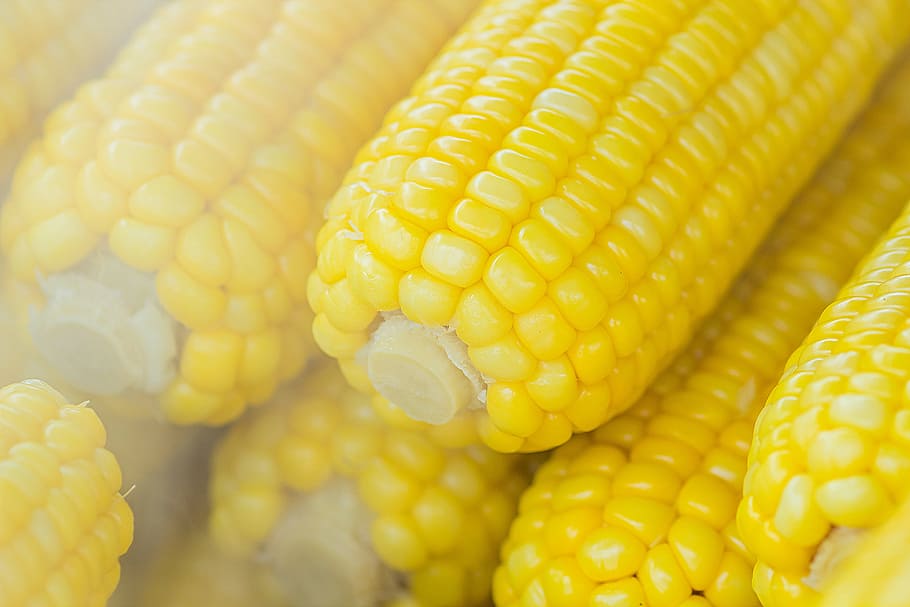 Pile of Sweet Corns, blur, close-up, corncob, focus, food, healthy HD wallpaper