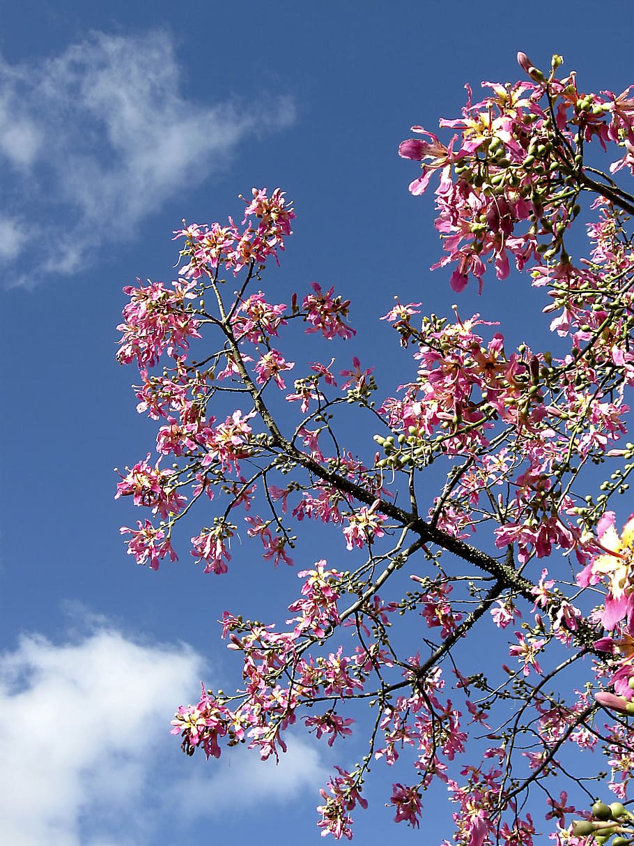 sky, tree, apple blossom, summer, outdoor, nature, pink Color HD wallpaper